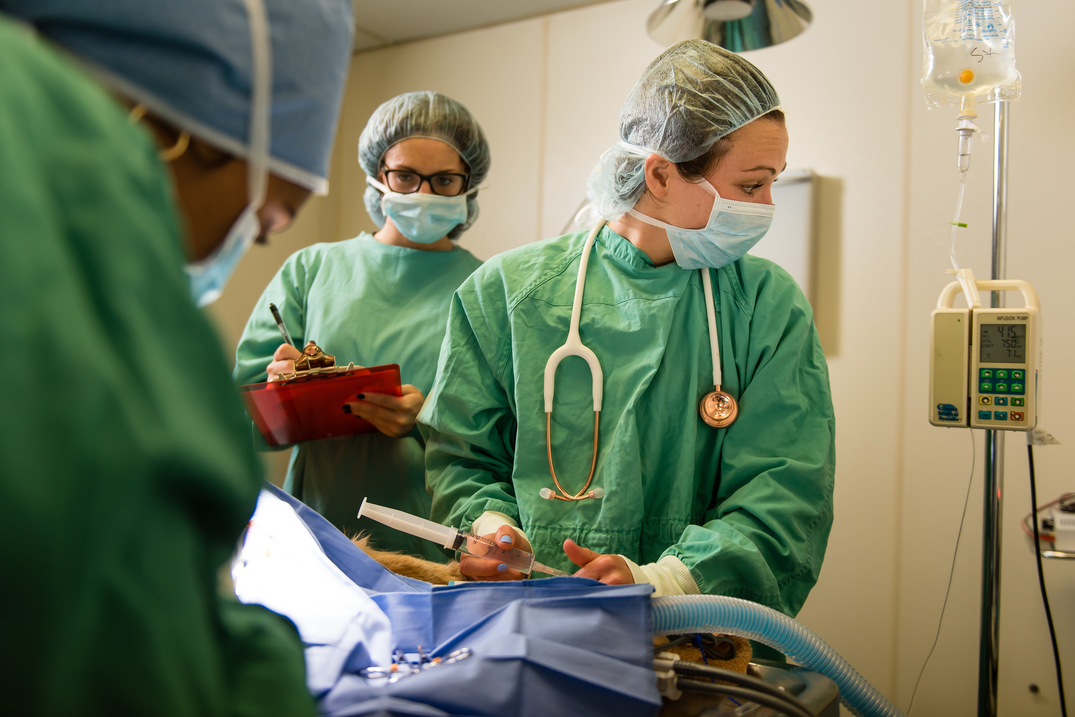 Our Surgical Procedures Veterinarian in East Hanover, NJ Veterinary